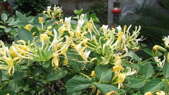 金银花种植时间与生长周期