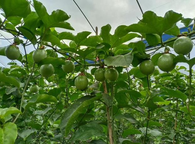 百香果种植时间与生长周期