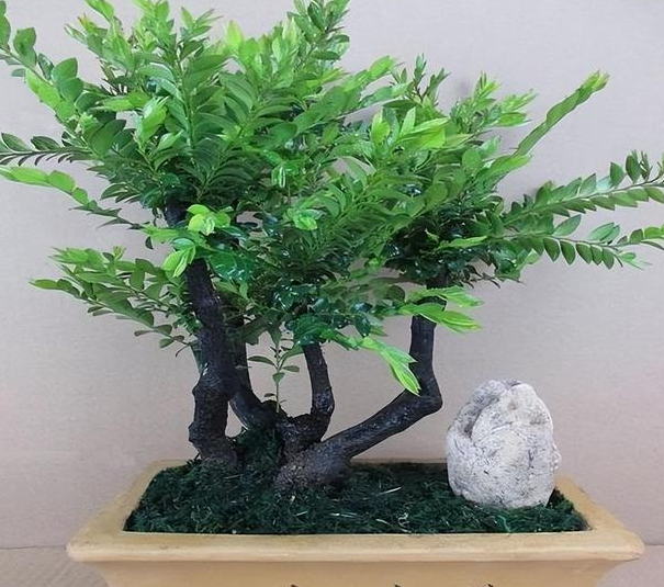小叶紫檀浇水的正确方法