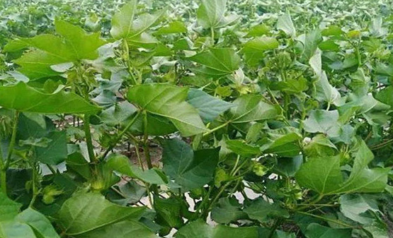 棉花种植时间与生长周期