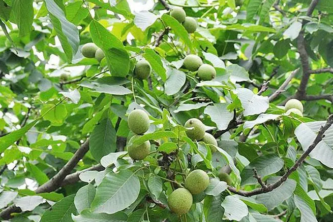 核桃树种植时间与生长周期
