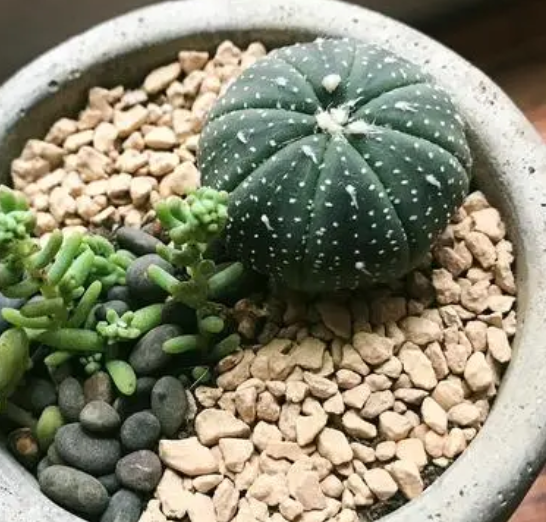 星兜用深盆还是浅盆好