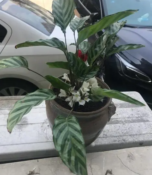竹芋用深盆还是浅盆好
