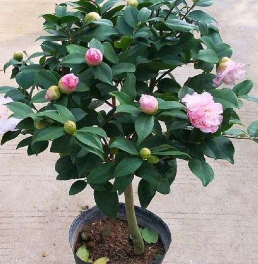 茶花用深盆还是浅盆好