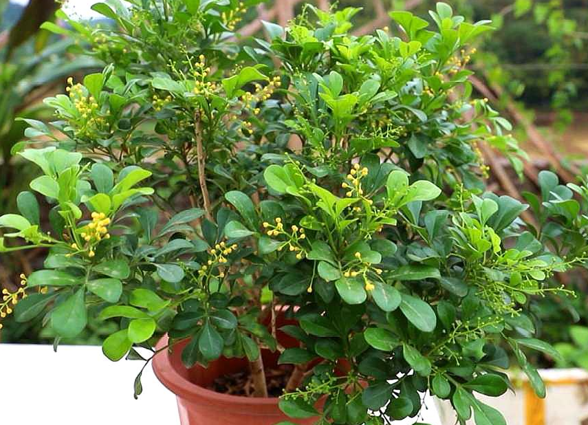 米兰花用深盆还是浅盆好