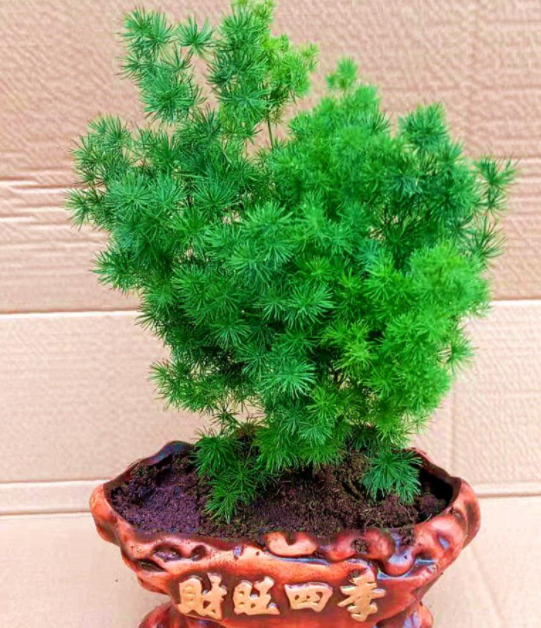 蓬莱松用深盆还是浅盆好