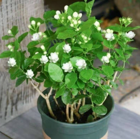茉莉花用深盆还是浅盆好