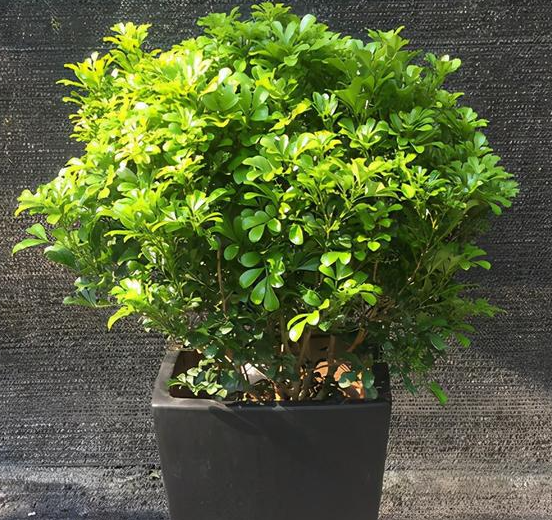 米兰用深盆还是浅盆好