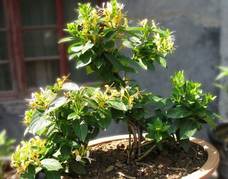 金银花用深盆还是浅盆好