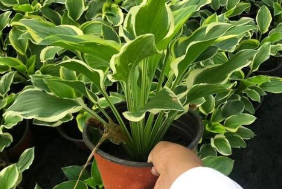 玉簪花用深盆还是浅盆好