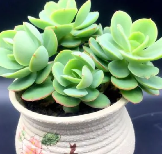 多肉碧桃用深盆还是浅盆好