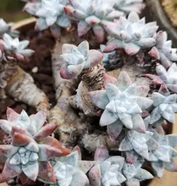 多肉白菊用深盆还是浅盆好