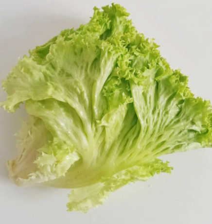 生菜种子多久发芽