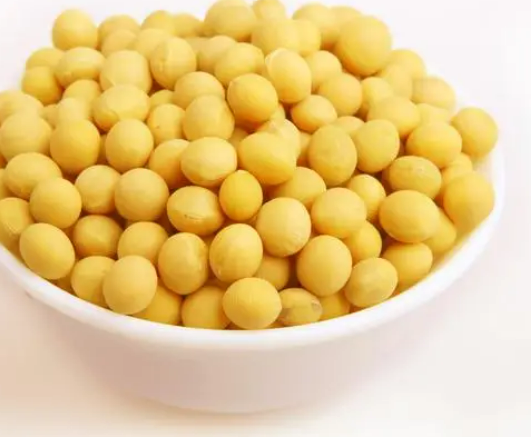 黄豆种子多久发芽