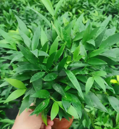 竹柏种子多久发芽