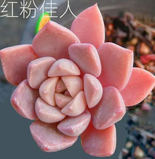 多肉红粉佳人怎么爆头啊