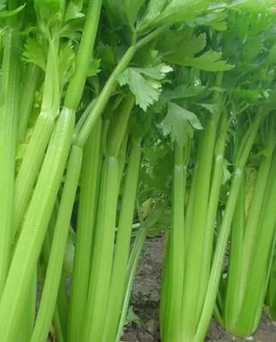 芹菜种子多久发芽