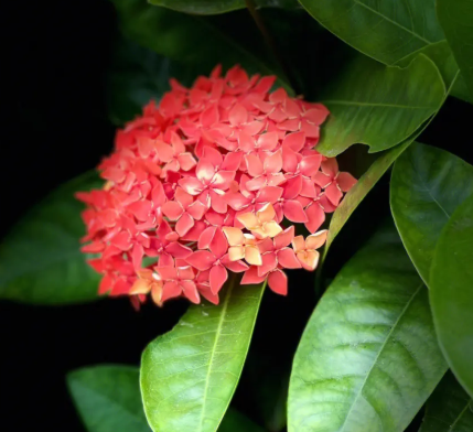龙船花花谢后怎么处理
