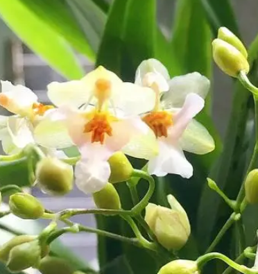 梦香兰花谢后怎么处理