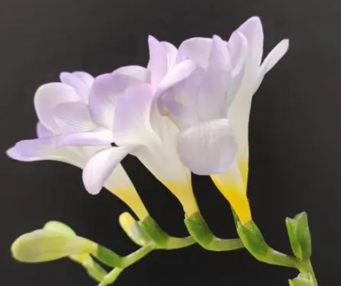 香雪兰种多深合适