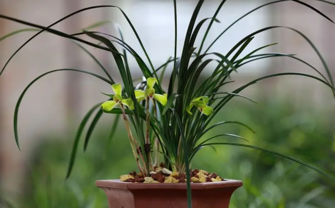 兰花花谢后怎么处理