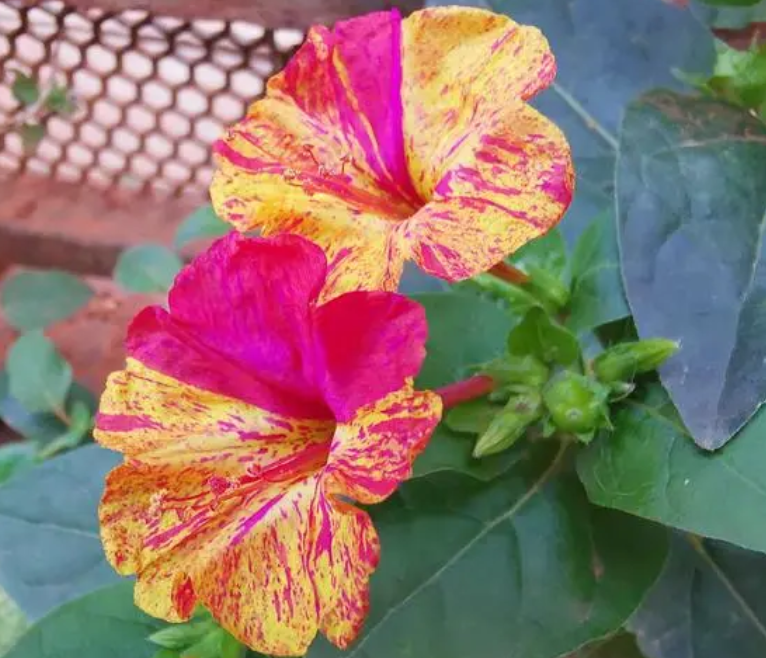 胭脂花耐旱吗