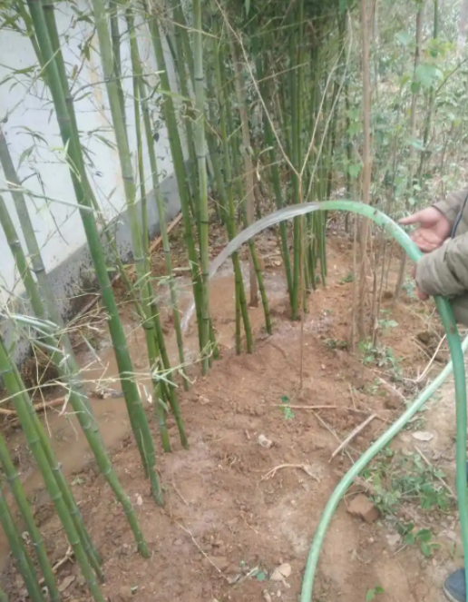 竹子浇水的正确方法