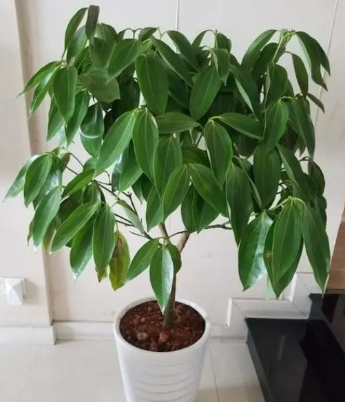 平安树用什么土栽培最好