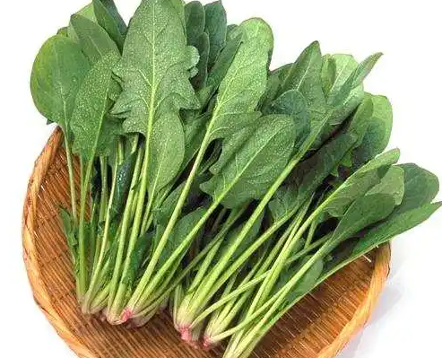 4月份适合种什么菜