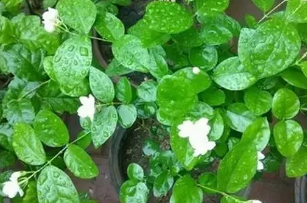 茉莉浇水的正确方法