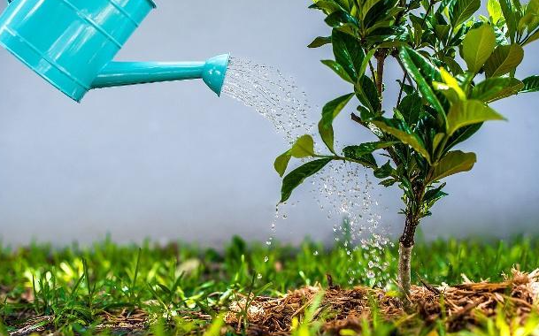 植物浇水的正确方法