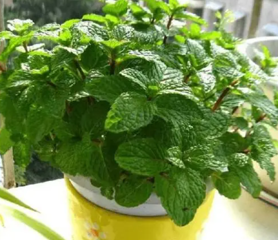 薄荷浇水的正确方法
