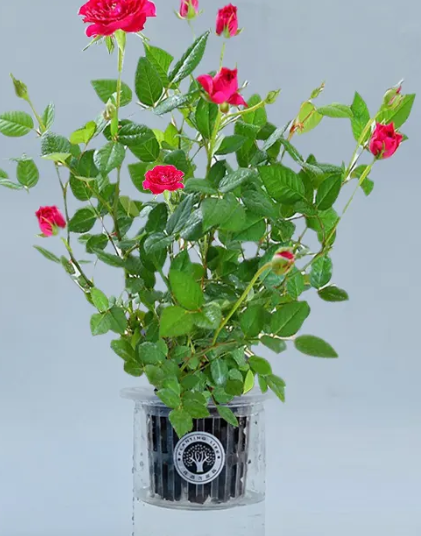 月季水培什么季节开花？