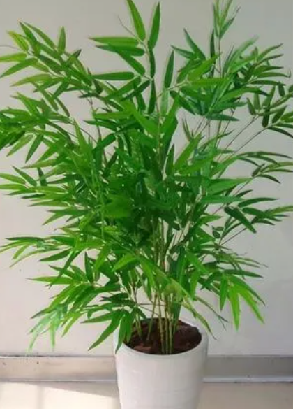 凤尾竹浇水的正确方法