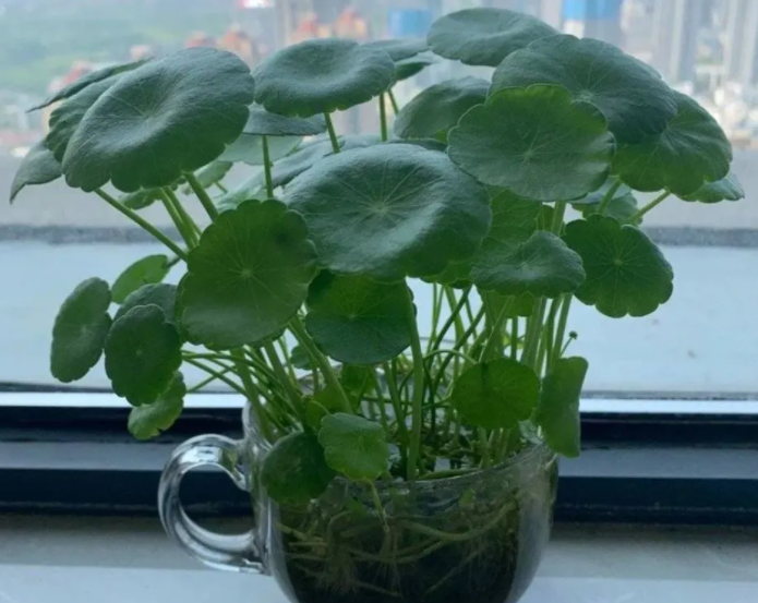 铜钱草浇水的正确方法