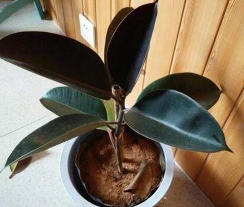 橡皮树浇水的正确方法
