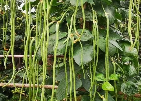 豇豆耐旱吗 是喜水还是喜旱植物