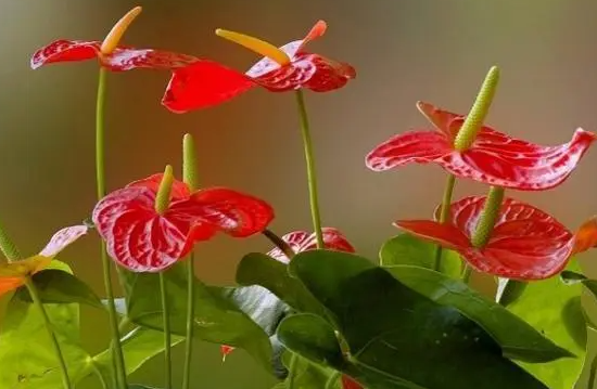 花烛浇水的正确方法