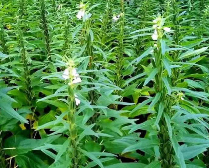 芝麻耐旱吗 是喜水还是喜旱植物