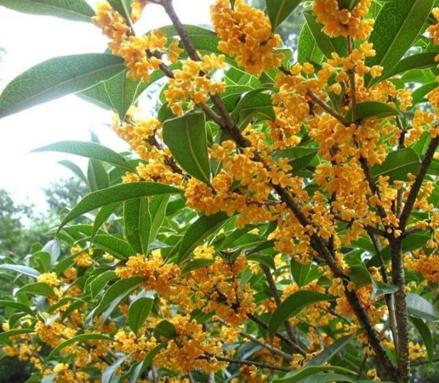 桂花树浇水的正确方法