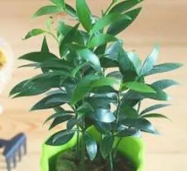 竹柏浇水的正确方法