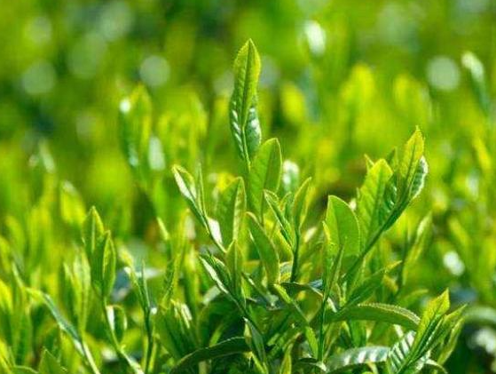 茶叶可以做花肥吗
