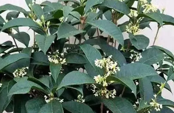 桂花浇水的正确方法