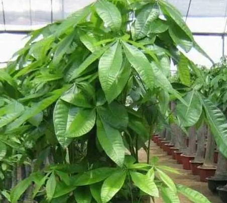 招财树浇水的正确方法