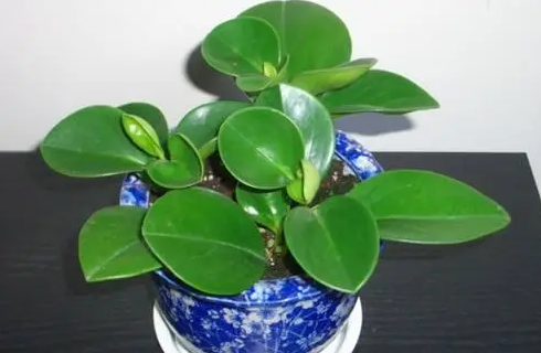 碧玉浇水的正确方法