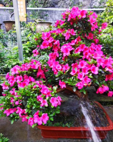 杜鹃花浇水的正确方法