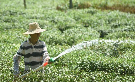 茶树浇水的正确方法