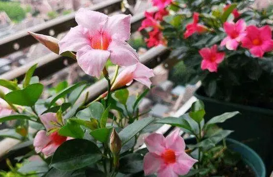 飘香藤浇水的正确方法