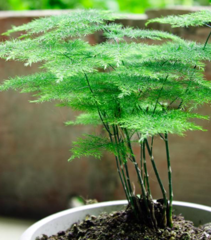 文竹浇水的正确方法