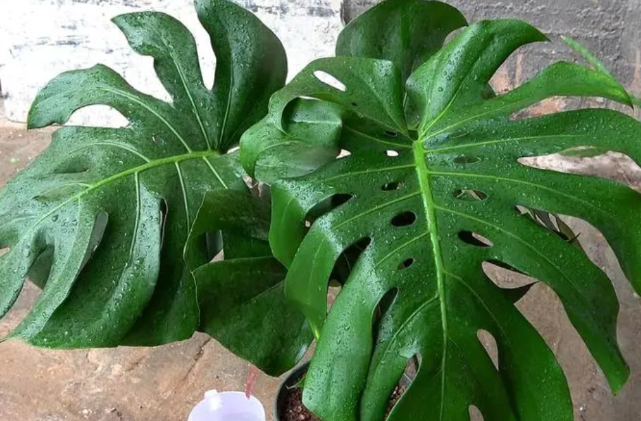 龟背竹浇水的正确方法